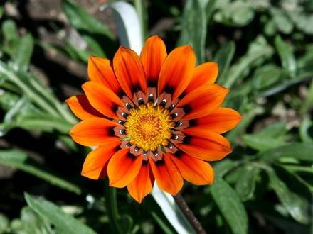 Gazania8