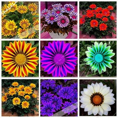 Gazania9