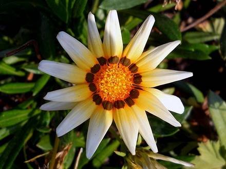 GazaniaLinearis1