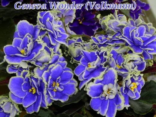 GenevaWonder6