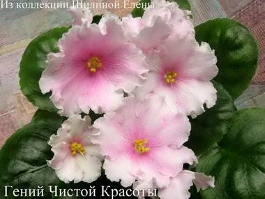 ГенийЧистойКрасоты3