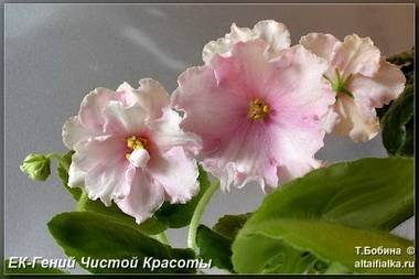 ГенийЧистойКрасоты4