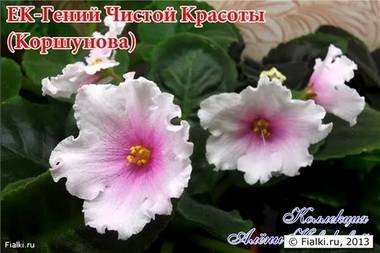 ГенийЧистойКрасоты5