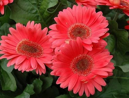 Gerbera1