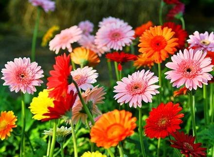 Gerbera3