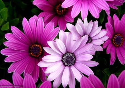 Gerbera5