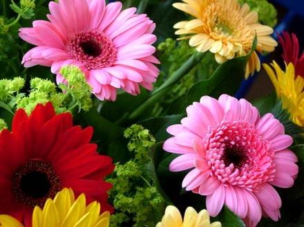 Gerbera6