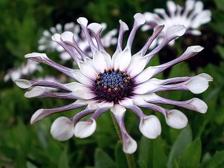 Gerbera8