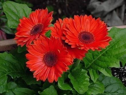 Gerbera9