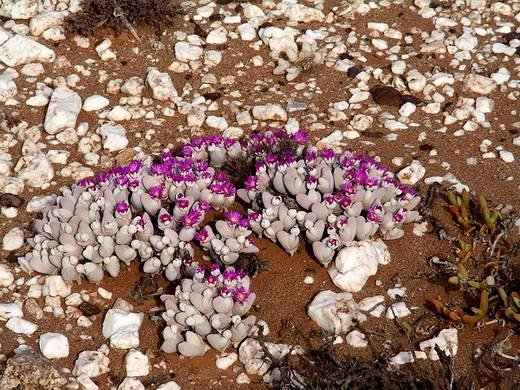 Gibbaeum1