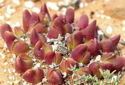 GibbaeumGibbosum