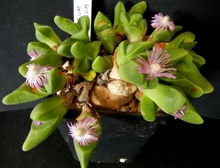 GibbaeumGibbosum2