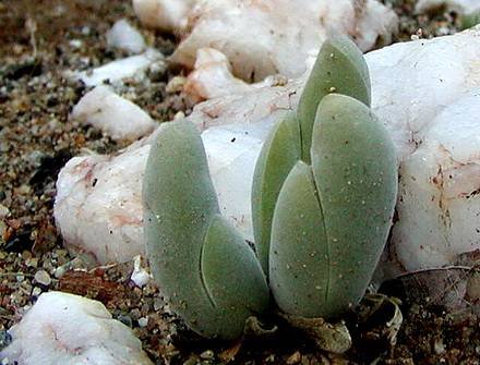 GibbaeumPubescens