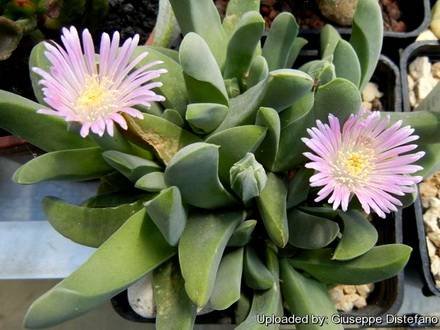 GibbaeumSchwantesii