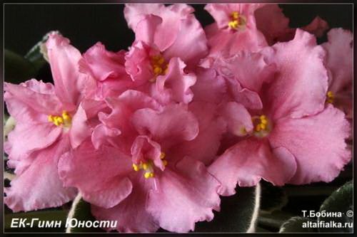 ГимнЮности5