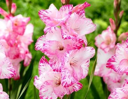 Gladiolus11