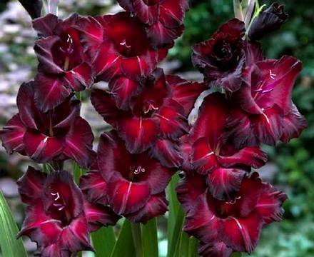 Gladiolus12