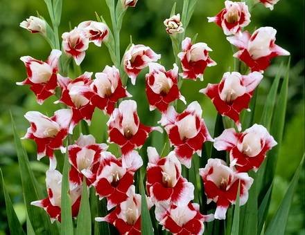 Gladiolus13