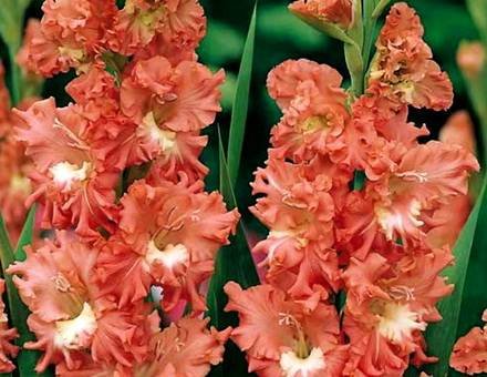 Gladiolus14