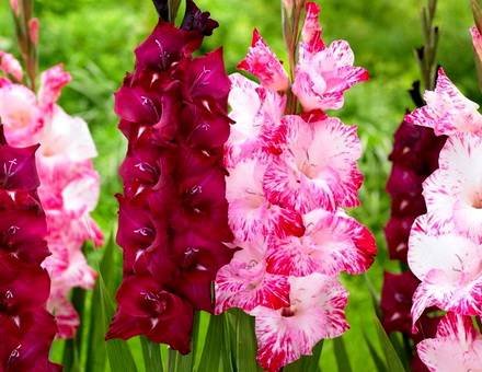 Gladiolus15