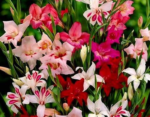 Gladiolus16