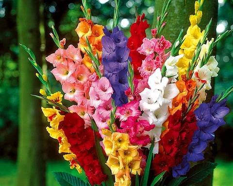 Gladiolus17