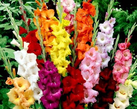 Gladiolus19