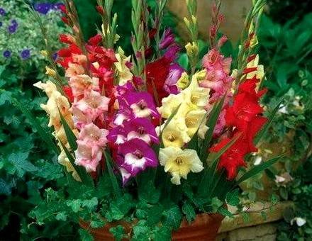 Gladiolus2