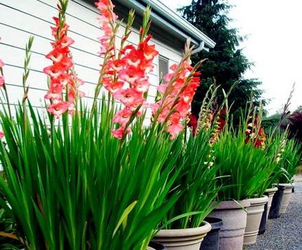 Gladiolus3
