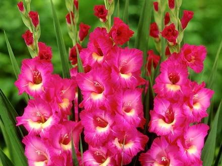 Gladiolus33