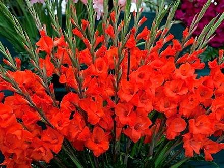 Gladiolus4