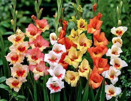 Gladiolus5