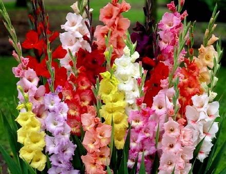 Gladiolus6