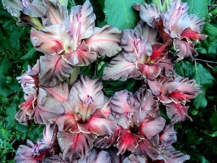 Gladiolus7