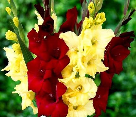 Gladiolus8
