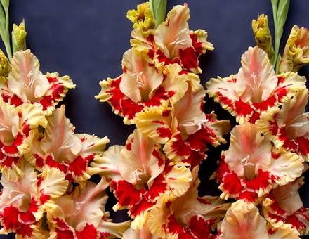 Gladiolus9