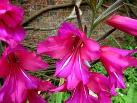 GladiolusCommunis