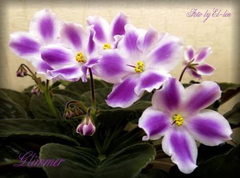 Glimmer1