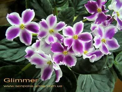 Glimmer2