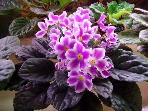 Glimmer6