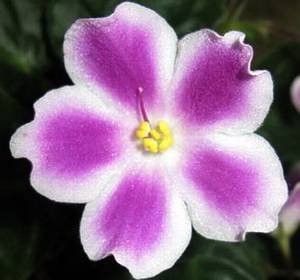 Glimmer9