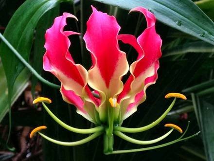 Gloriosa1