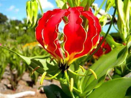 Gloriosa10