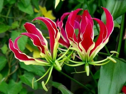 Gloriosa11