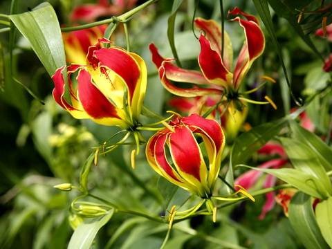 Gloriosa12