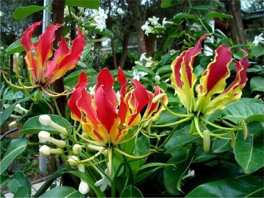 Gloriosa13