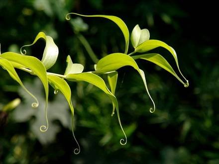 Gloriosa2