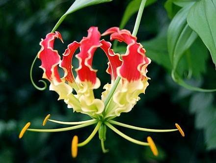 Gloriosa33