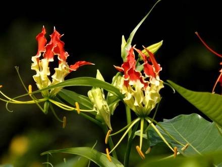 Gloriosa4