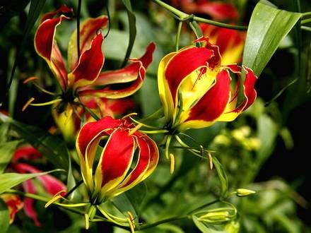 Gloriosa6
